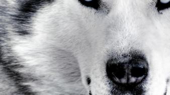 Lobo faces wolves wallpaper