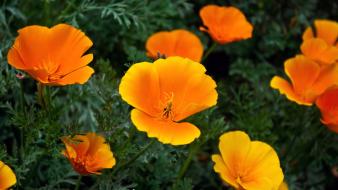 Orange Flowers Hd wallpaper