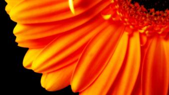 Pure Orange Flower 1080p Hd wallpaper