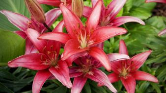 Red Lilies Flowers wallpaper