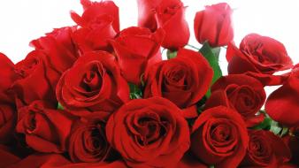 Red Valentine Roses wallpaper