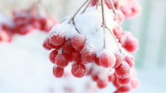 Snow fruits berries wallpaper