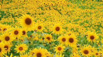 Sunflower Field wallpaper