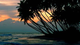 Sunset beach palm trees wallpaper