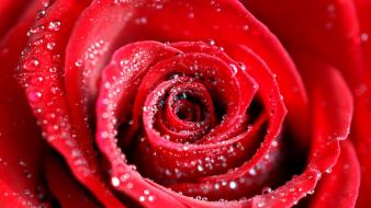 Water Drops On Red Rose wallpaper