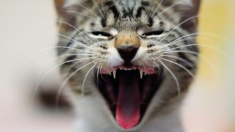 Animals open mouth depth of field whiskers wallpaper