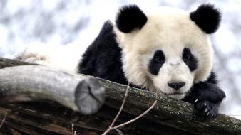 Animals panda bears wallpaper