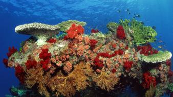 Animals reef sea wallpaper