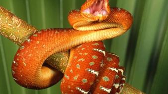 Animals snakes reptiles wallpaper