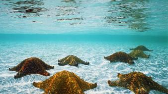 Animals starfish sea wallpaper