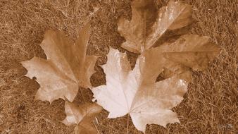 Autumn leaves sepia wallpaper