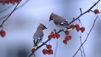 Birds animals berries cedar waxwing wallpaper
