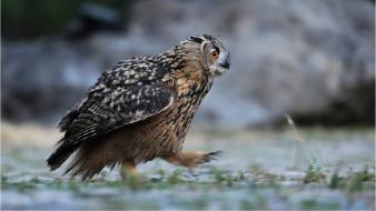 Birds animals owls eagle owl