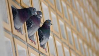 Birds pigeons wallpaper