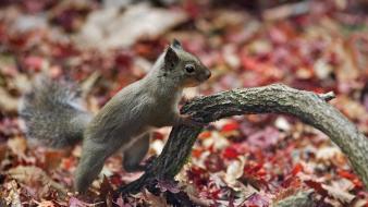 Black animals squirrels fallen leaves wallpaper