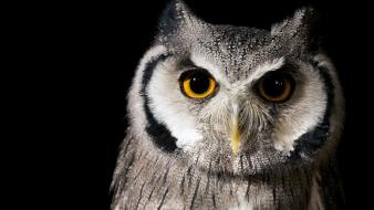 Nature eyes birds animals owls