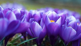 Nature flowers crocus purple wallpaper