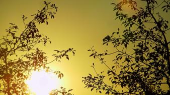 Sun trees leaves summer skies warm colors wallpaper