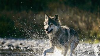Water nature trees rocks lobo wolves fondo splashing wallpaper