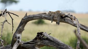 Animals cheetahs wildcat wild cats wallpaper
