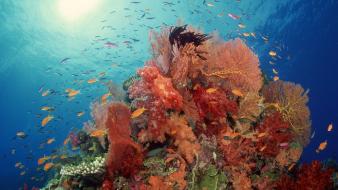 Animals fish coral sea anemones sealife wallpaper