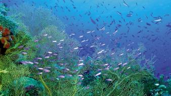 Animals fish tropic corals wallpaper