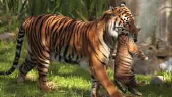 Animals tigers baby motherhood wallpaper