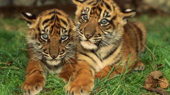 Animals tigers cubs baby