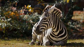 Animals zebras