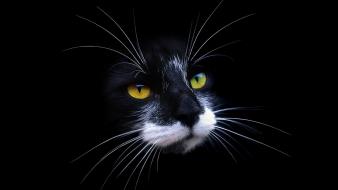 Cats animals black background muzzle