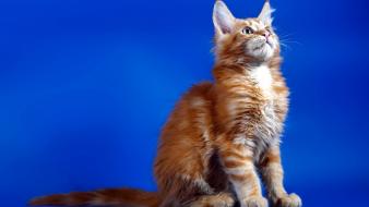 Cats animals blue background looking up lifestyle news wallpaper