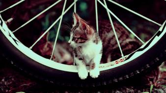 Cats kittens wheels wheel wallpaper