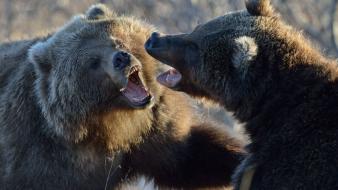 Fighting animals bears wallpaper
