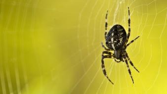 Insects spiders spider webs wallpaper