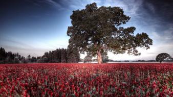 Landscapes nature trees flowers red wallpaper
