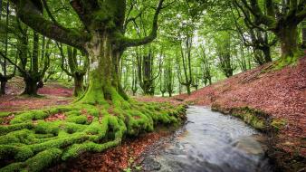 Landscapes trees europe spain forest biskaya