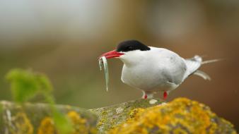 Nature birds moss prey depth of field tern wallpaper