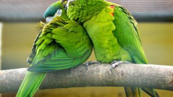 Nature birds parrots wallpaper