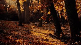 Nature trees autumn forests leaves fallen