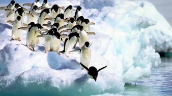Penguins jootix wallpaper