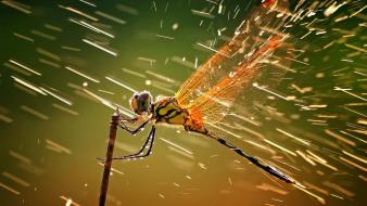 Rain insects water drops macro dragonflies wallpaper