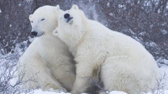 Snow animals bears polar wallpaper