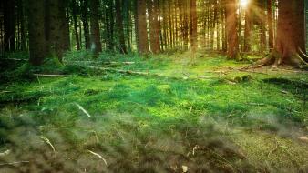 Sun trees forests grass wallpaper
