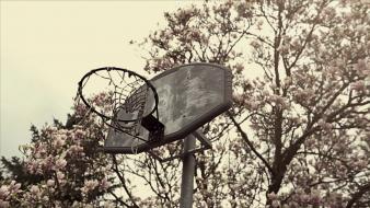 Trees basketball genetikk wallpaper