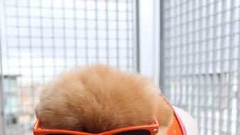 Animals dogs sunglasses pets pomeranian boo wallpaper