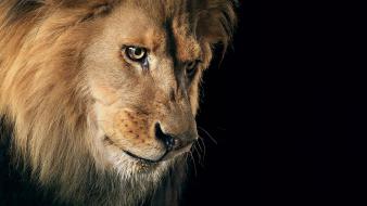 Animals lions wild animal lion wallpaper