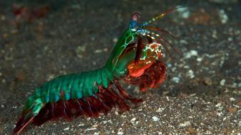 Animals mantis shrimp wallpaper