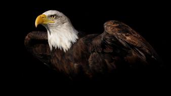 Birds animals eagles wallpaper