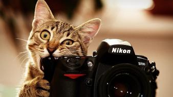 Cats cameras nikon wallpaper