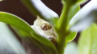 Close-up leaves geckos reptiles depth of field